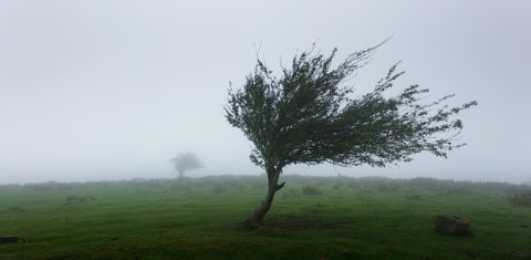 Boom in de storm