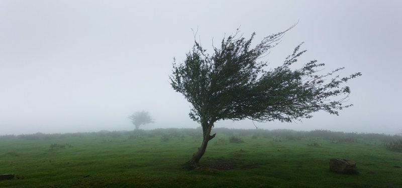 Boom in de storm